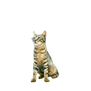 Portrait Of A Brown Tabby Cat Sitting Against A Wooden Structure Outdoors, Looking Alert. 13908 - Cat PNG image with transparent background